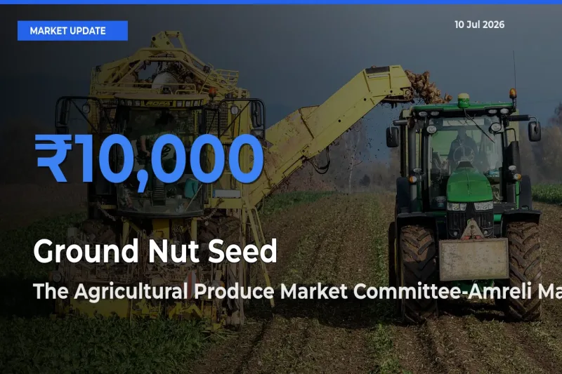 The Agricultural Produce Market Committee-Amreli Tops Ground Nut Seed Rates – July 10 Market Update