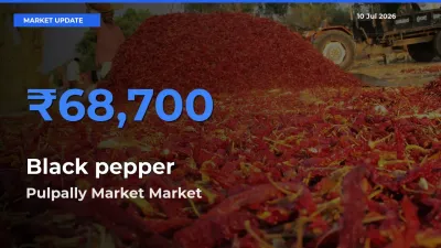 Pulpally Market Tops Black pepper Rates – July 10 Market Update