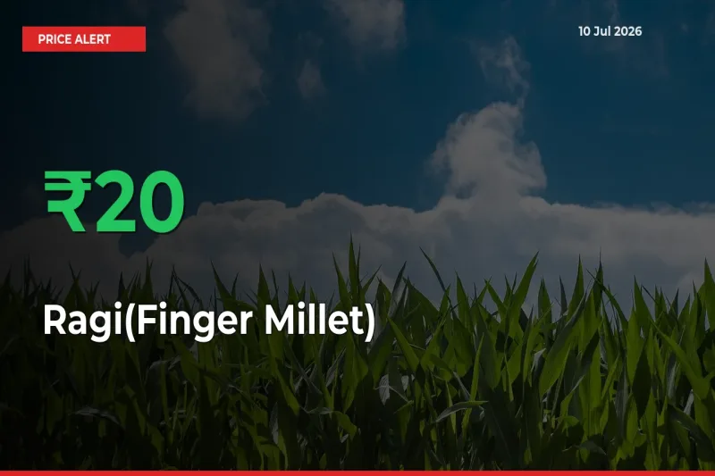 Why Ragi(Finger Millet) Prices Rose 19.84% in a Day at Mandis