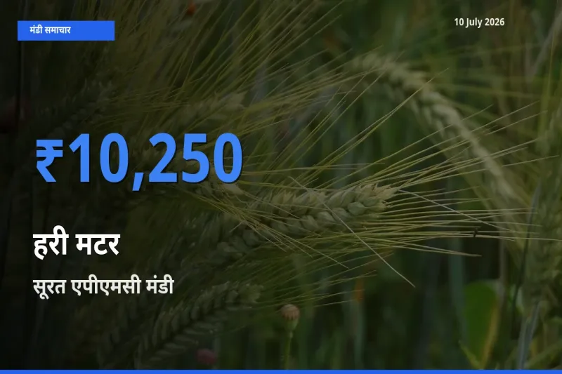 आज हरी मटर के सबसे ज़्यादा दाम सूरत एपीएमसी मंडी में दर्ज