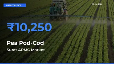Surat APMC Tops Pea Pod-Cod Rates – July 10 Market Update