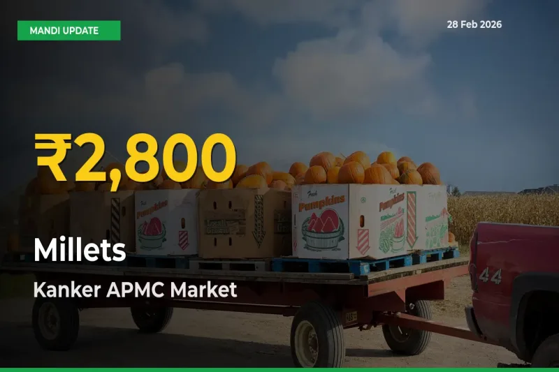Big Jump in Millets Prices! Kanker APMC Records New Peak Today