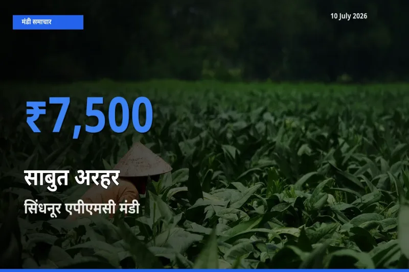 आज साबुत अरहर के सबसे ज़्यादा दाम सिंधनूर एपीएमसी मंडी में दर्ज