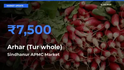 Sindhanur APMC Offers ₹7,500 – Highest Arhar (Tur whole) Rate Today