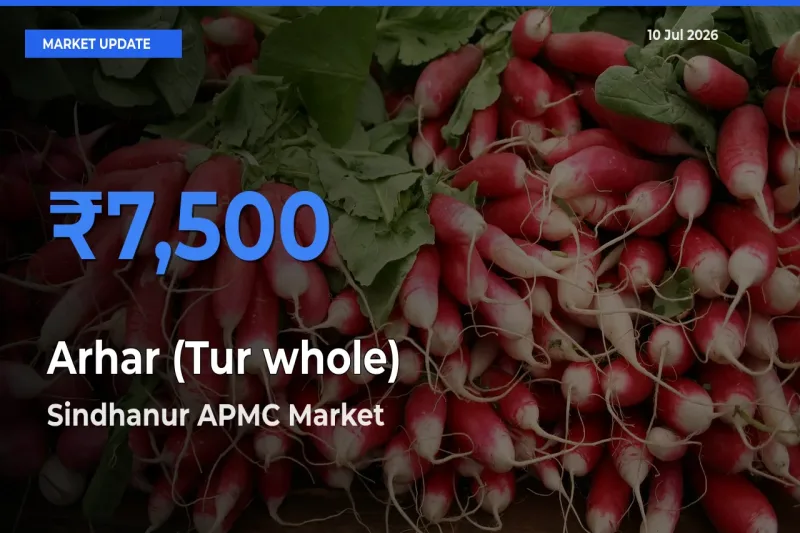 Sindhanur APMC Offers ₹7,500 – Highest Arhar (Tur whole) Rate Today