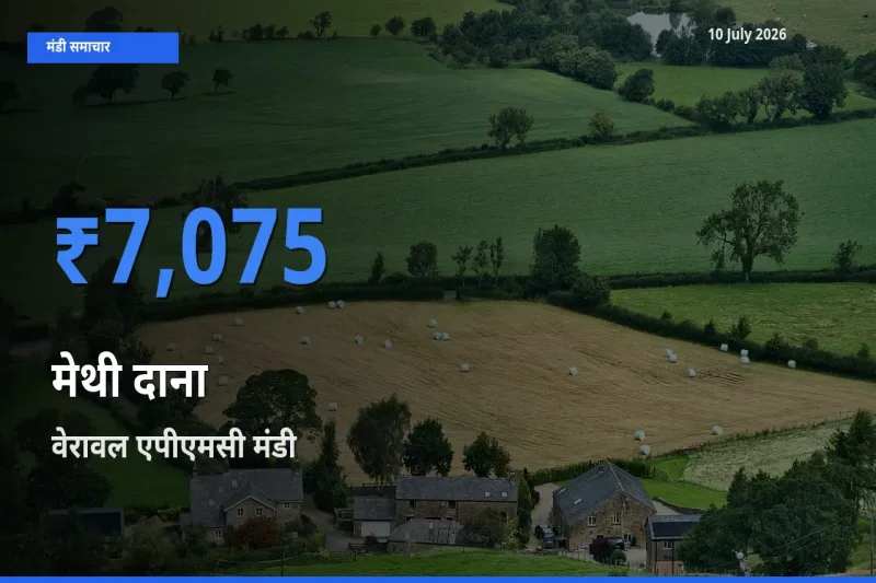 10 July अपडेट: मेथी दाना के सबसे ऊँचे दाम वेरावल एपीएमसी मंडी में