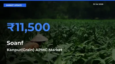 Kanpur(Grain) APMC Emerges as Top Mandi for Soanf Prices Today
