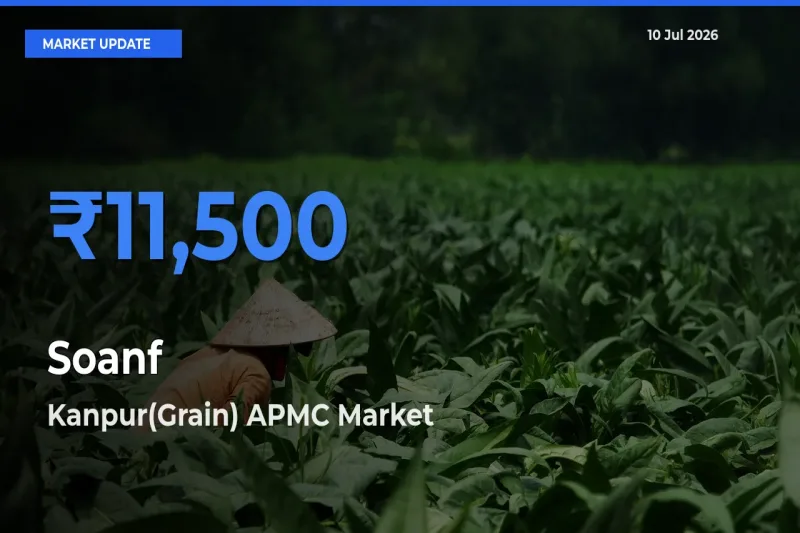 Kanpur(Grain) APMC Emerges as Top Mandi for Soanf Prices Today