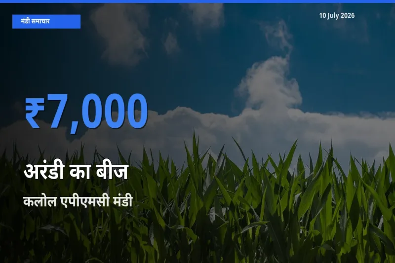 कलोल एपीएमसी मंडी में आज अरंडी का बीज के सबसे ऊँचे दाम दर्ज