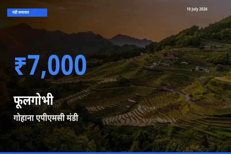 किसानों की पसंद बना गोहाना एपीएमसी, फूलगोभी के सबसे अच्छे दाम