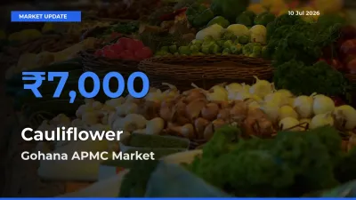 Gohana APMC Offers ₹7,000 – Highest Cauliflower Rate Today