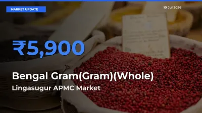 Lingasugur APMC Emerges as Top Mandi for Bengal Gram(Gram)(Whole) Prices Today