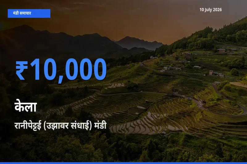रानीपेट्टई (उझावर संधाई) मंडी में केला ₹10,000 पर पहुँचा – आज का सर्वोच्च भाव