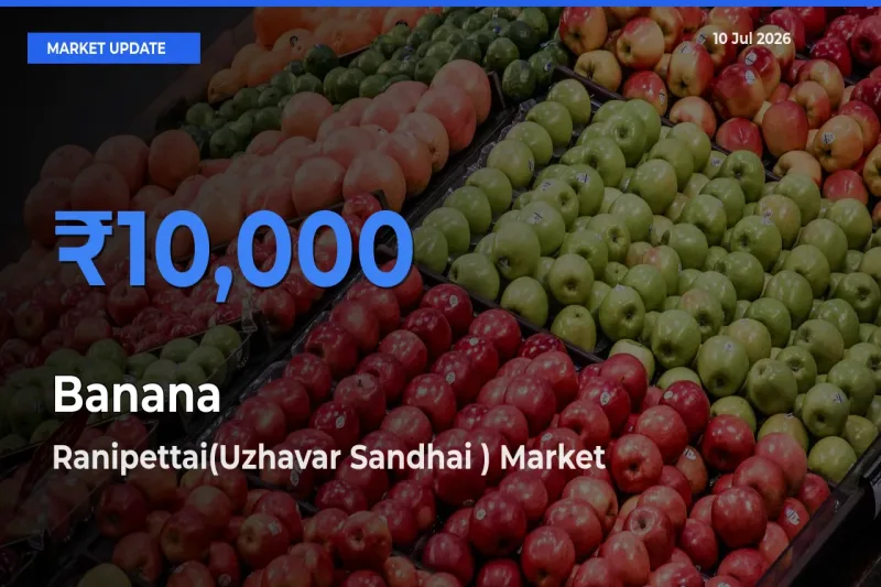 Ranipettai(Uzhavar Sandhai ) Tops Banana Mandi Rates Today