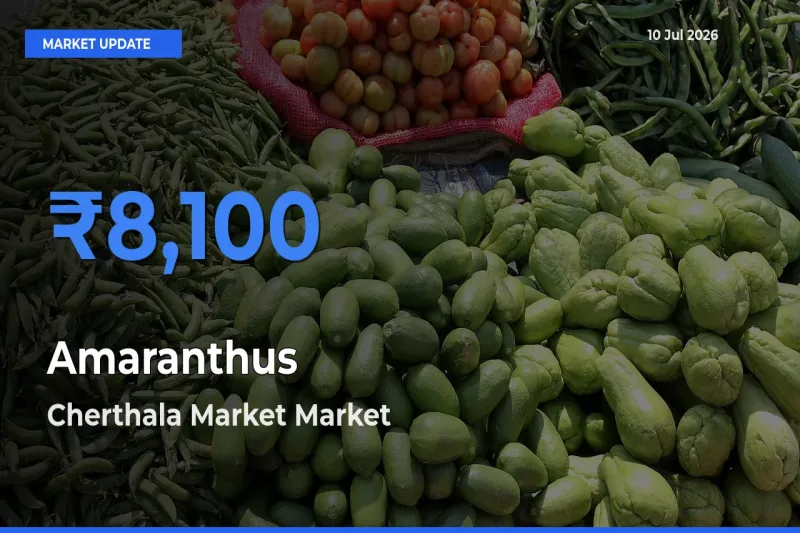 Top Performer! Cherthala Market Offers Best Amaranthus Price Today