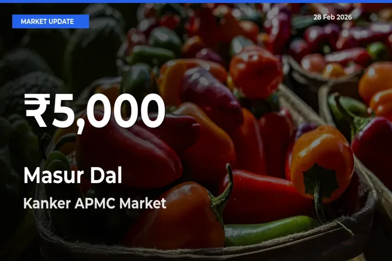 Masur Dal Mandi Rate Today: 30-Day Low Recorded in Kanker APMC