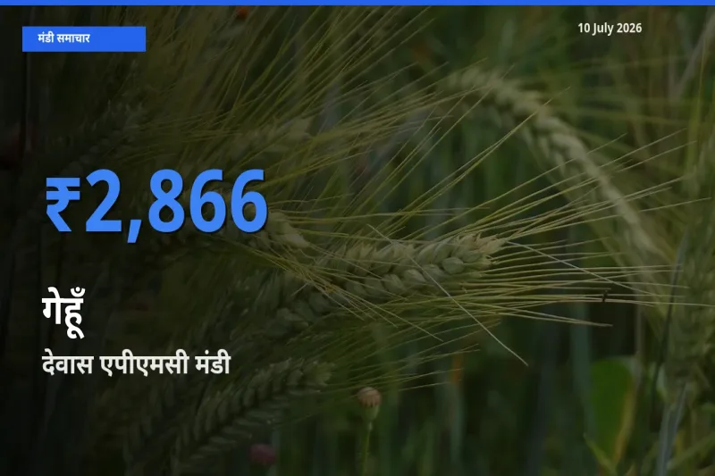 देवास एपीएमसी में गेहूँ का आज सबसे ऊँचा भाव
