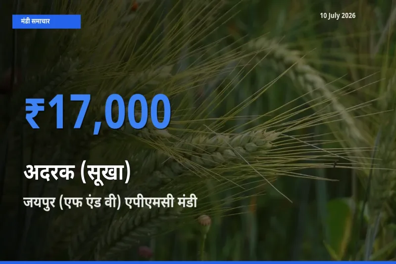 आज का मंडी भाव: अदरक (सूखा) के सबसे ज़्यादा दाम जयपुर (एफ एंड वी) एपीएमसी में