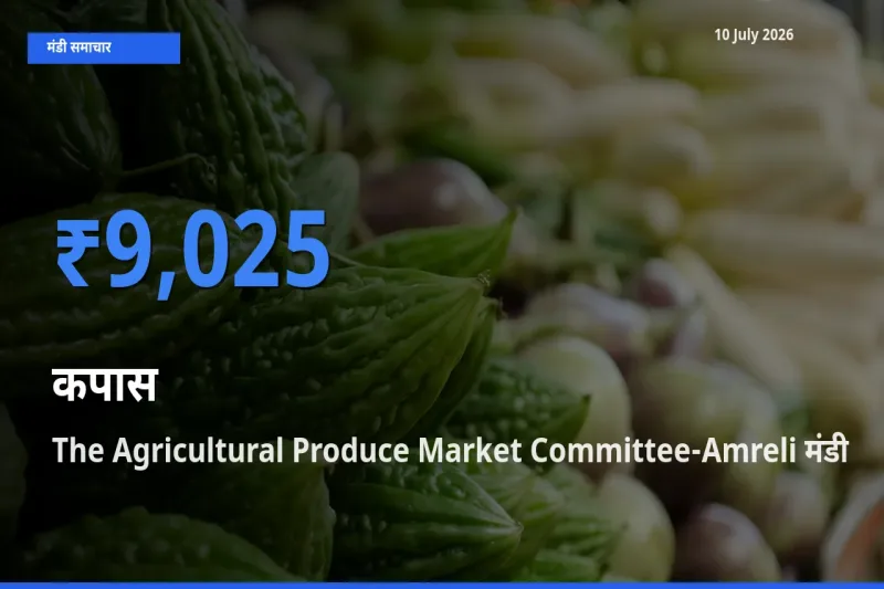 किसानों की पसंद बना The Agricultural Produce Market Committee-Amreli, कपास के सबसे अच्छे दाम