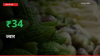 अचानक तेजी! मंडी में ज्वार के दाम 33.57% चढ़े