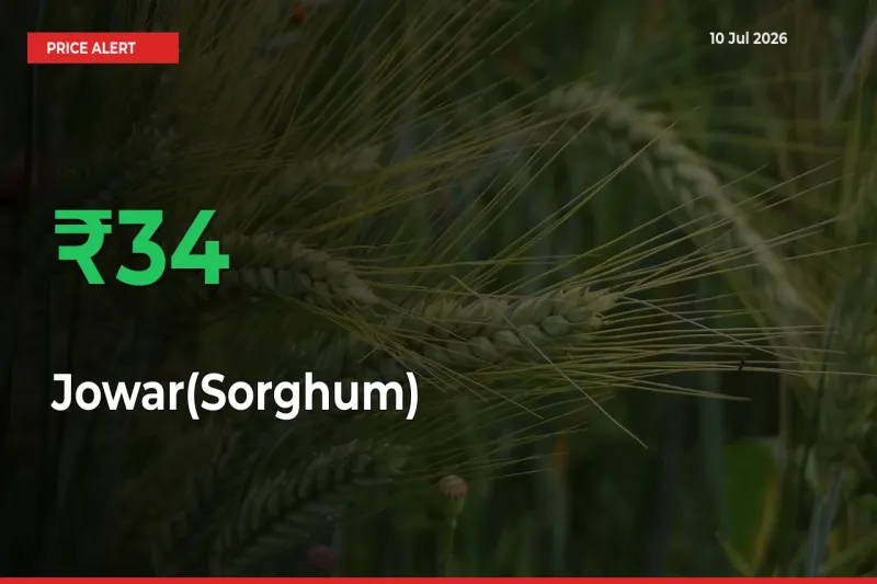 This Mandi Records 33.57% Jump in Jowar(Sorghum) Prices