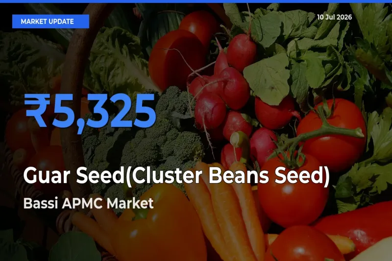 Bassi APMC Emerges as Top Mandi for Guar Seed(Cluster Beans Seed) Prices Today