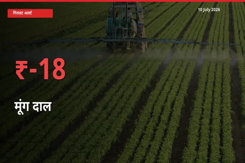 तेज़ गिरावट! मंडी में मूंग दाल के दाम 18.2% लुढ़के
