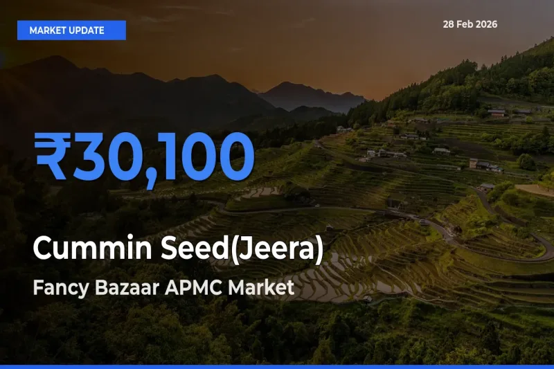 Fancy Bazaar APMC Records Highest ₹30,100 Rate for Cummin Seed(Jeera)