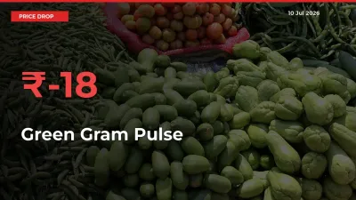 Sharp Fall! Green Gram Pulse Prices Plunge 18.2% in a Day at Key Mandis