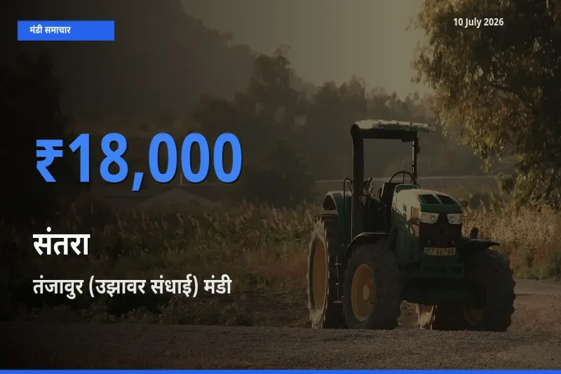 10 July अपडेट: संतरा के सबसे ऊँचे दाम तंजावुर (उझावर संधाई) मंडी में
