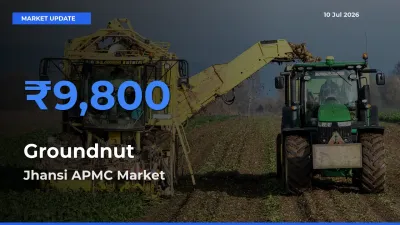 Groundnut Mandi Rate Today: Jhansi APMC Tops the List