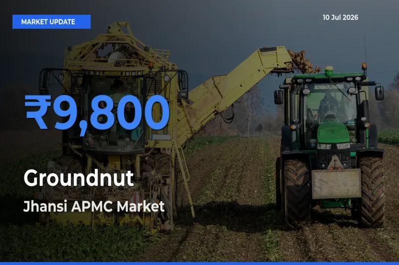 Groundnut Mandi Rate Today: Jhansi APMC Tops the List