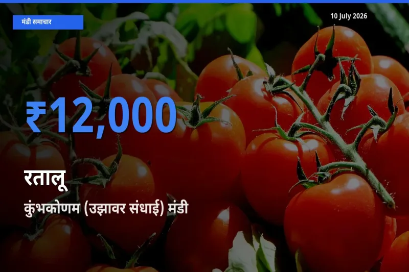 कुंभकोणम (उझावर संधाई) मंडी में आज रतालू के सबसे ऊँचे दाम दर्ज