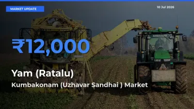 Kumbakonam (Uzhavar Sandhai ) Offers ₹12,000 – Highest Yam (Ratalu) Rate Today