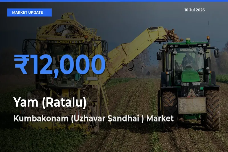 Kumbakonam (Uzhavar Sandhai ) Offers ₹12,000 – Highest Yam (Ratalu) Rate Today