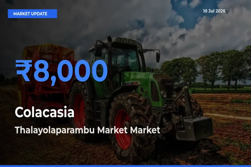 Farmers Prefer Thalayolaparambu Market as Colacasia Hits Highest Rate