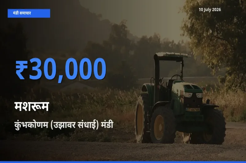 बाज़ार संकेत: कुंभकोणम (उझावर संधाई) बना मशरूम के लिए आज की टॉप मंडी