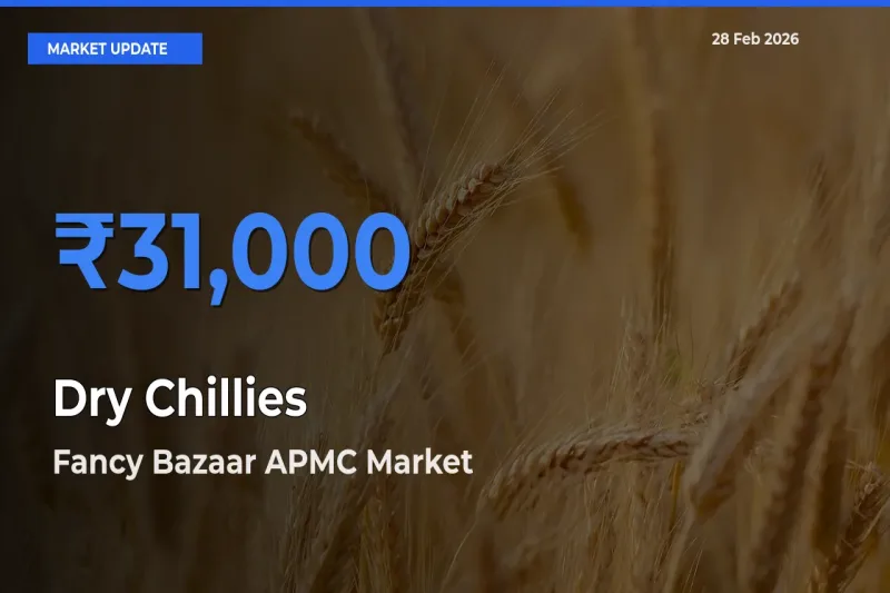 Fancy Bazaar APMC Tops Dry Chillies Rates – February 28 Market Update