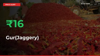 Farmers Cheer as Gur(Jaggery) Prices Surge 16.21% in Local Mandis