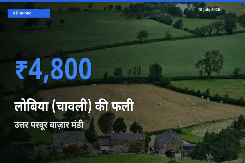 टॉप मंडी बना उत्तर परवूर बाज़ार! लोबिया (चावली) की फली के सबसे ऊँचे दाम यहीं दर्ज