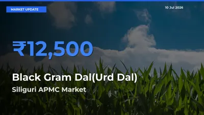 Farmers Prefer Siliguri APMC as Black Gram Dal(Urd Dal) Hits Highest Rate