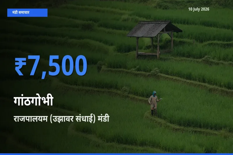 राजपालयम (उझावर संधाई) में गांठगोभी का आज सबसे ऊँचा भाव