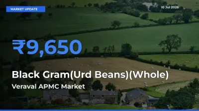 Farmers Prefer Veraval APMC as Black Gram(Urd Beans)(Whole) Hits Highest Rate
