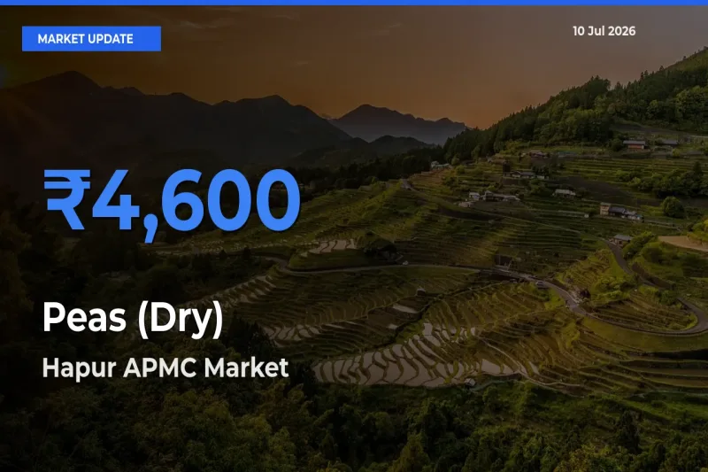 Hapur APMC Tops Peas (Dry) Rates – July 10 Market Update