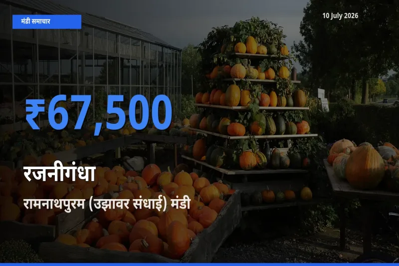 रामनाथपुरम (उझावर संधाई) मंडी में रजनीगंधा ₹67,500 पर पहुँचा – आज का सर्वोच्च भाव