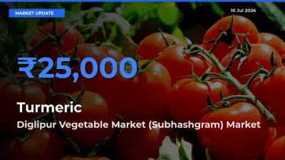Farmers Prefer Diglipur Vegetable Market (Subhashgram) as Turmeric Hits Highest Rate