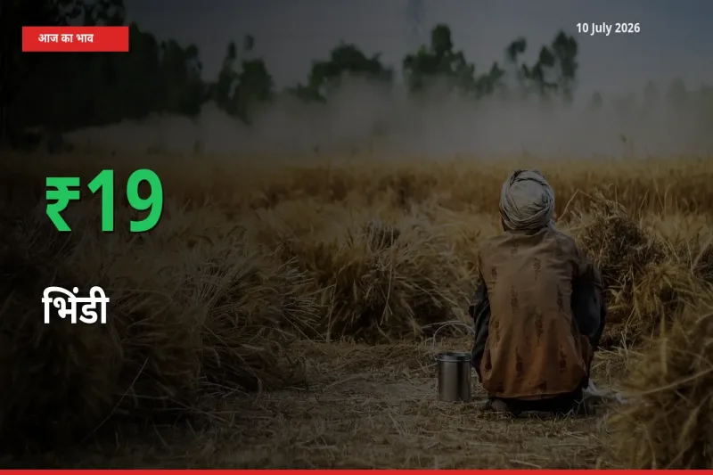 अचानक तेजी! मंडी में भिंडी के दाम 19.29% चढ़े