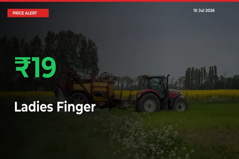Sharp Jump! Ladies Finger Prices Climb 19.29% in 24 Hours at Key Mandis