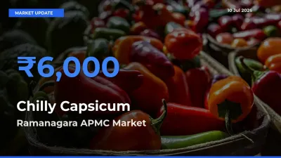 Farmers Prefer Ramanagara APMC as Chilly Capsicum Hits Highest Rate