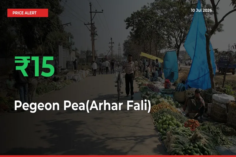 Sharp Jump! Pegeon Pea(Arhar Fali) Prices Climb 15.47% in 24 Hours at Key Mandis
